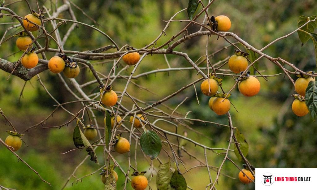 Vườn Hồng ÔNG THẮNG FARM Đà Lạt