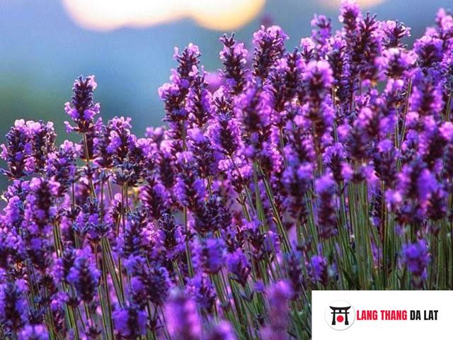 Ý nghĩa của vườn hoa Lavender Đà Lạt